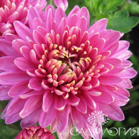 Цвет и форма цветка хризантемы Аленка